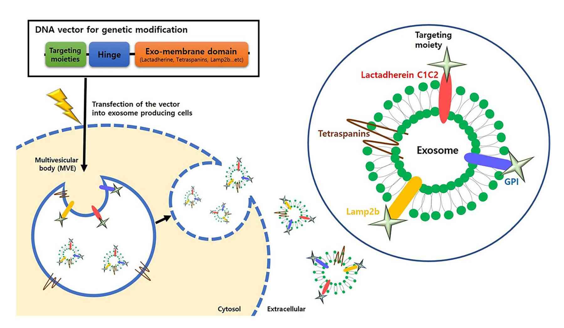 Figure 1. Exosome-targeted gene modification.
